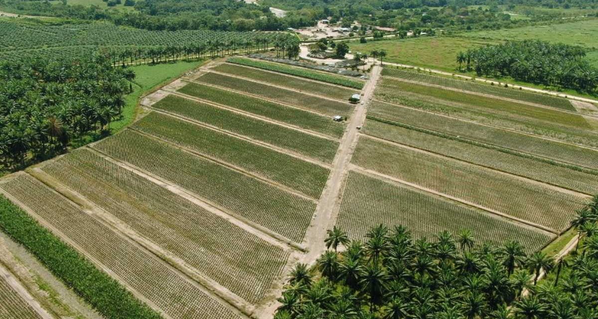 Función de los biocombustibles en la transición energética