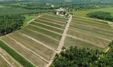 Función de los biocombustibles en la transición energética